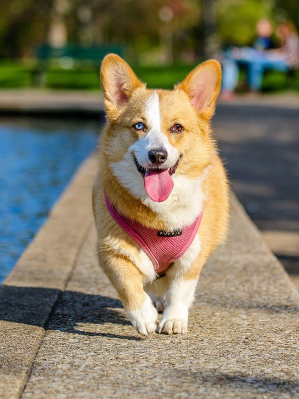 Airline-Approved Pet Carrier — Medium