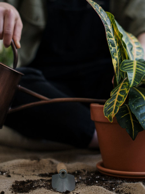 Plant Food Spikes (25 pack)