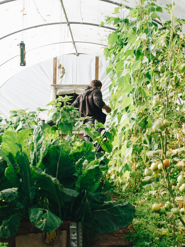 Hydrangea — Pink Lace Cap